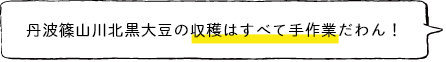 丹波篠山川北黒大豆の収穫はすべて手作業だわん!