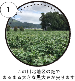 この川北地区の畑でまるまる大きな黒大豆が実ります